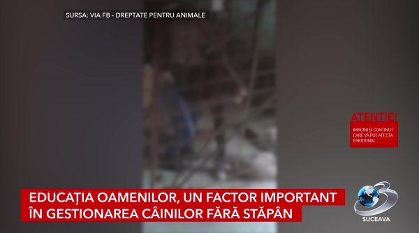 solutii pentru gestionarea cainilor fara adapost din judetul suceava