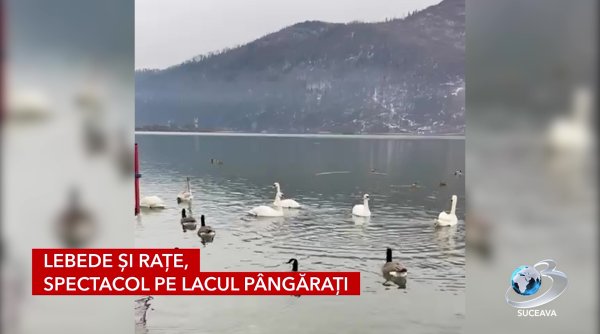 lebede si rate spectacol pe lacul pangarati