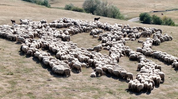 fermierii din sectorul ovin anunta proteste la nivel national