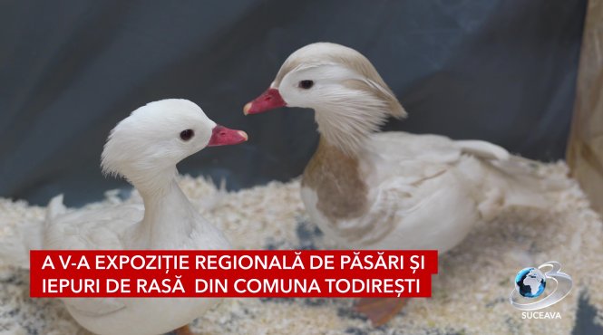 rase inedite de iepuri si pasari la expozitia regionala cupa moldovei