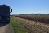 Seceta din acest an a distrus recolta din Suceava 3744