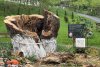 „Mătușa Răchită” din Dumbrava minunată, de la Fălticeni, s-a prăbușit luni după-amiază 10357